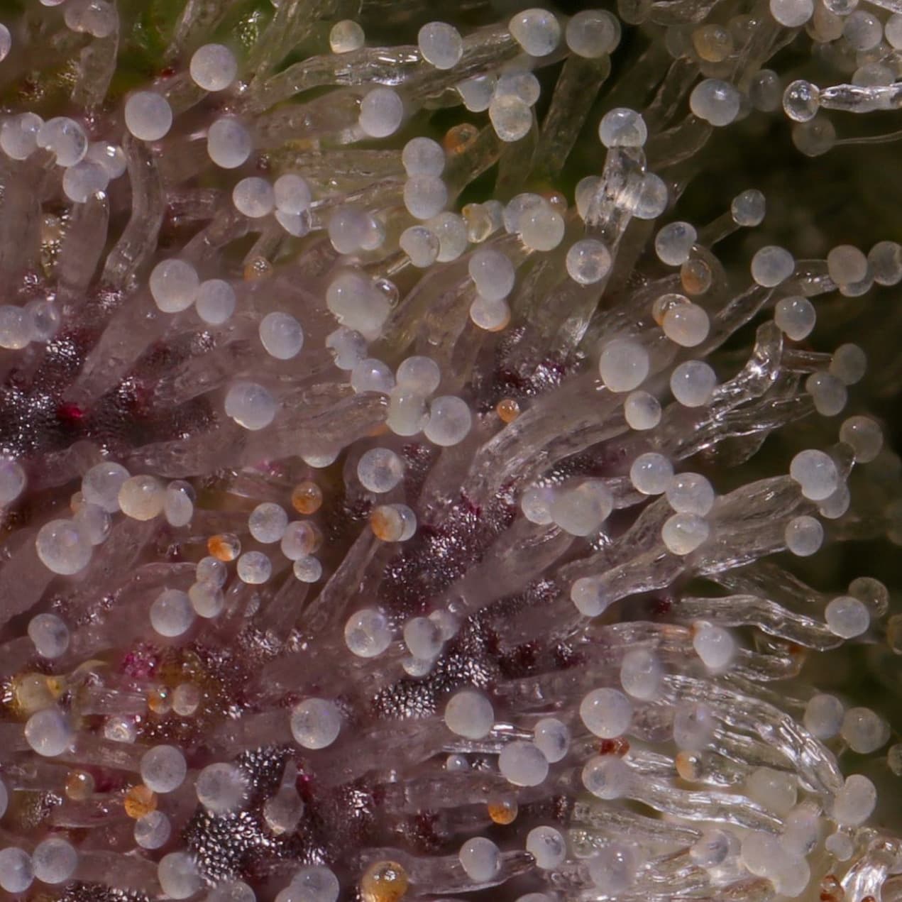 Extreme macro of living trichomes — the molecular detail behind the Biodome