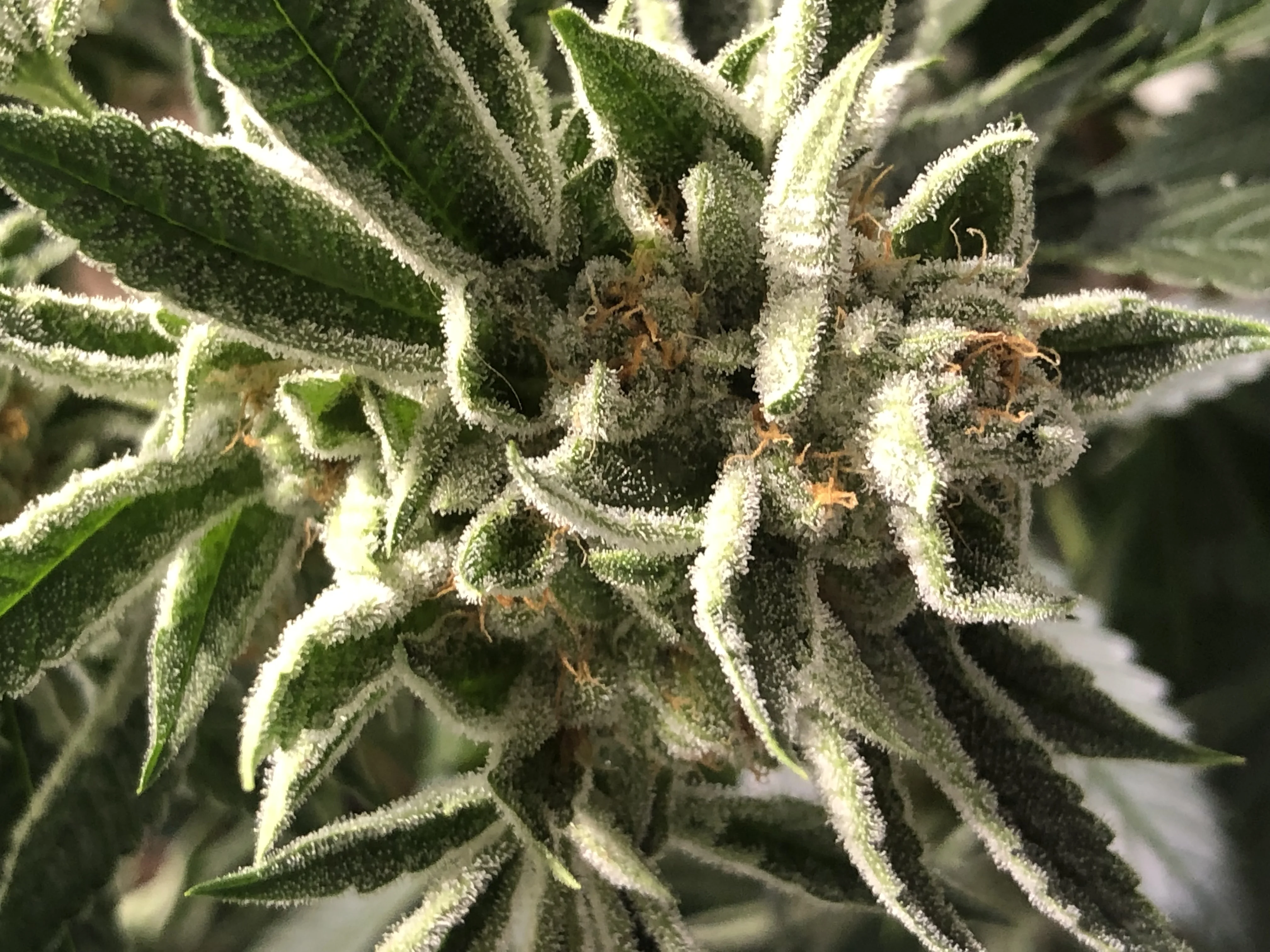 Grape Stomper in flower — among the most influential cultivars of the modern era