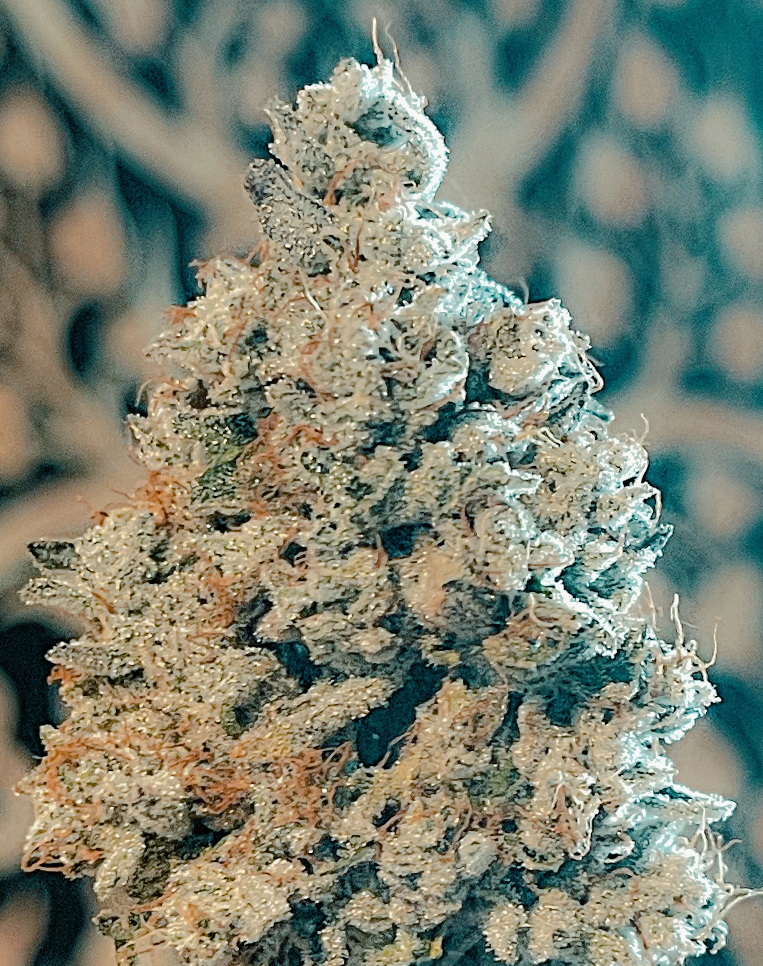Grateful Breath — a signature Gage Green Group cultivar