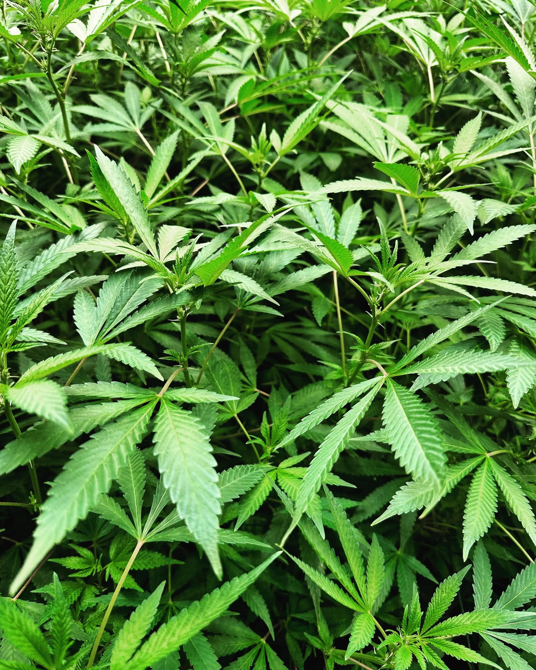 A lush canopy of living plants under natural-farming cultivation