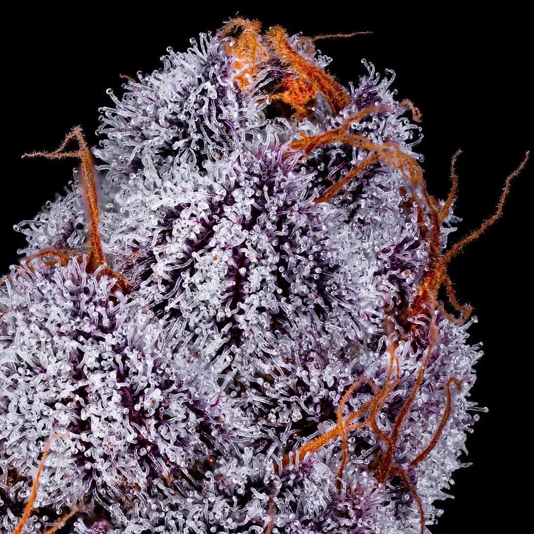 A signature Gage Green Group cultivar in full purple bloom