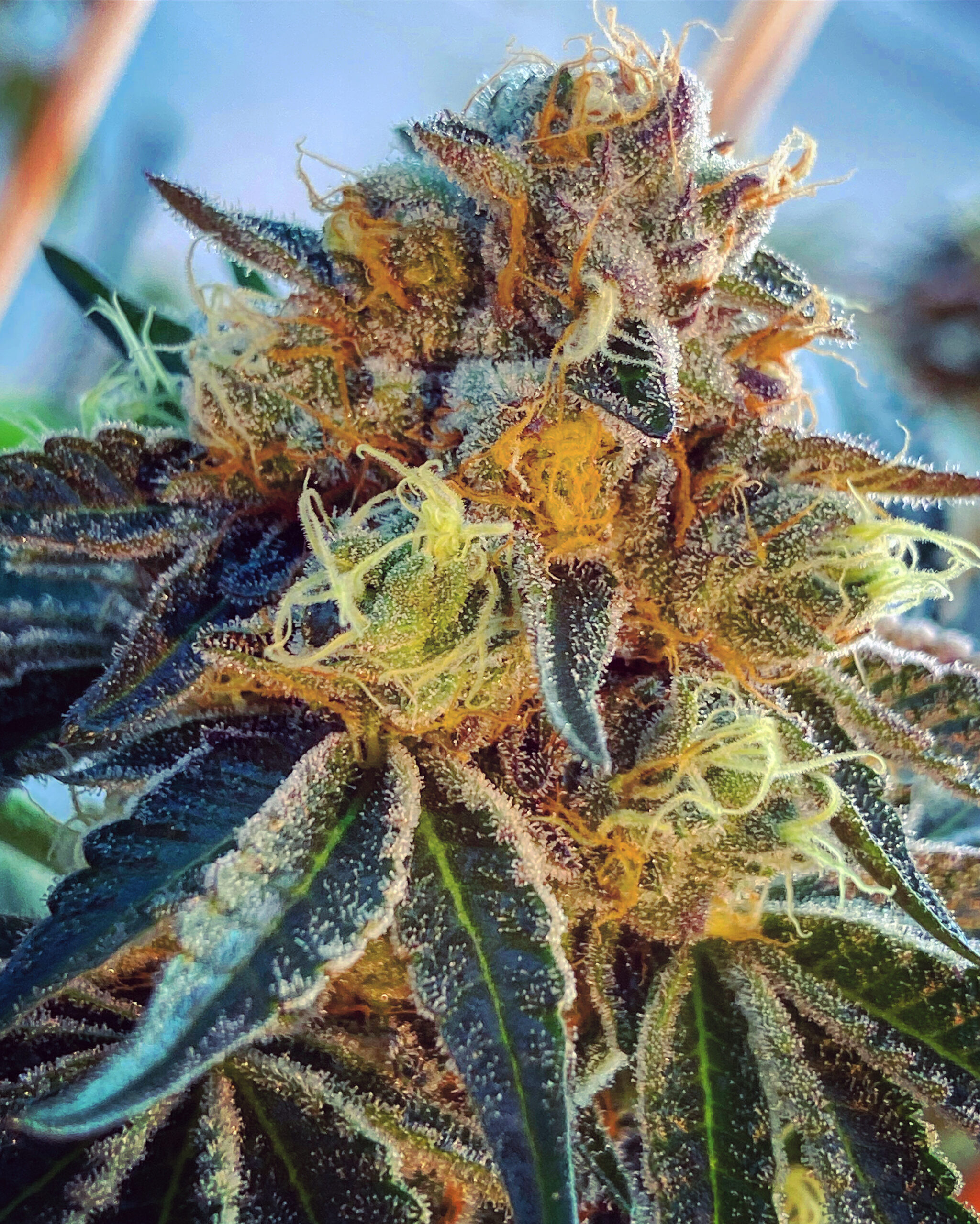 Grape Stomper archive 1