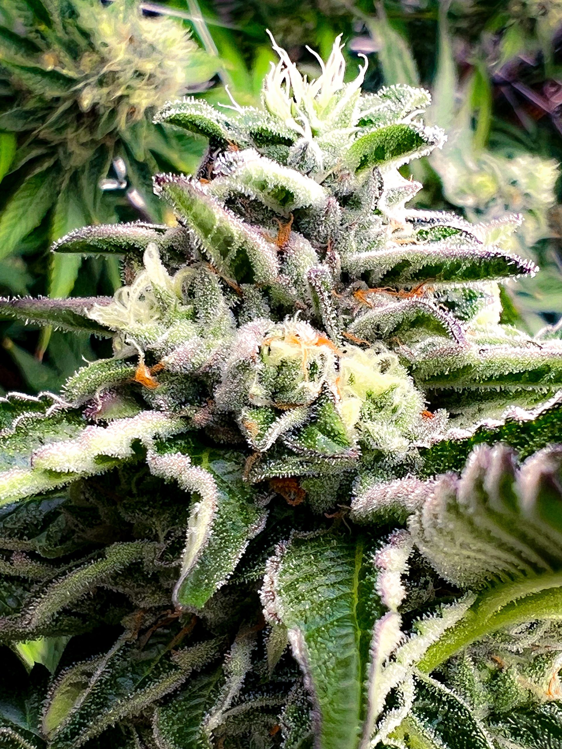 Triple Seal Integrity